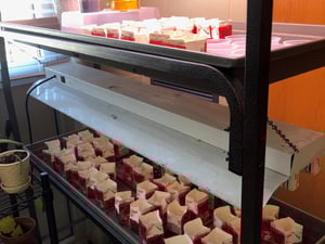 empty milk cartons on grow table